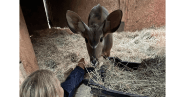 Read more about the article ACS arranges charter for Linus the greater kudu