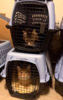 Read more about the article Air Charter Service helps in transporting 58 rescue cats to their new home in northern Idaho