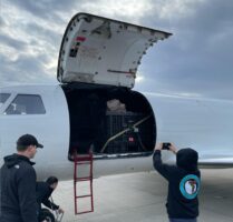 Read more about the article Flying Snooki the sea turtle to her new home