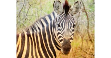 Read more about the article Air Charter Service plays its part in relocating more than a hundred animals to new sanctuary