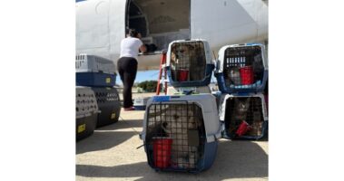 Read more about the article Air Charter Service helps fly 208 cats and dogs to their new forever homes